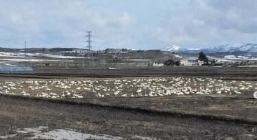 北竜町にも春が来ました ✨ 今年も田んぼに渡り鳥の白鳥がたくさんおりてました【黒千石事業協同組合】