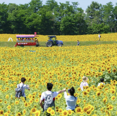 37. Ayçiçeği Festivali: 22 Temmuz (Cumartesi) - 20 Ağustos (Pazar) 2023 Bu yıl da birçoğunuzu orada tekrar görmek için sabırsızlanıyoruz [Hokuryu Kasabası Ayçiçeği Turizm Derneği]