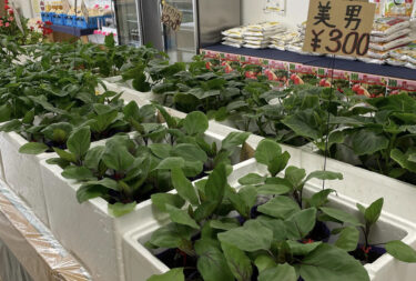 令和５年度は昨年より１月程早く明日土曜日より開店です♪【みのりっち北竜】