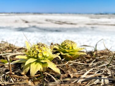 春の訪れ「ふきのとう」