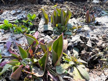 春を待つチューリップ