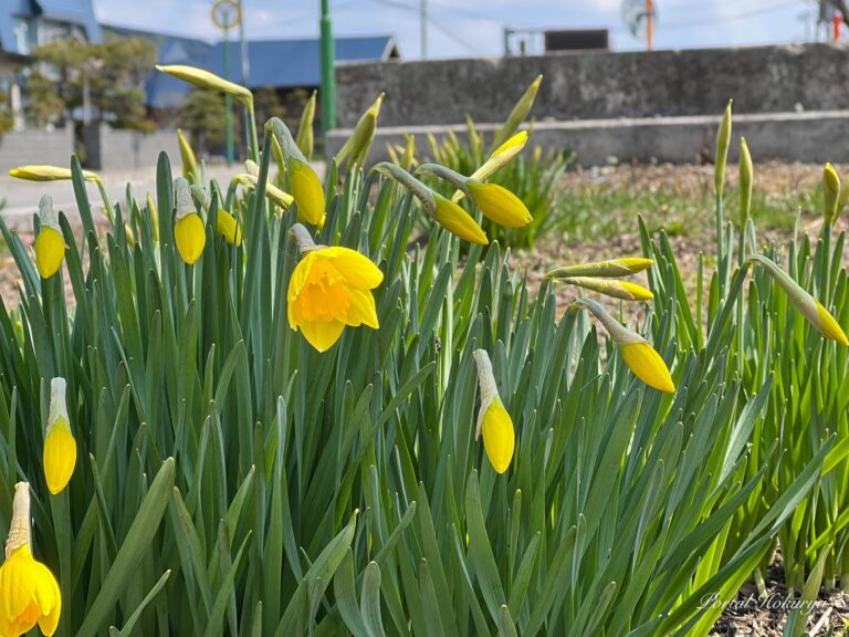 神秘なる春の光を灯す水仙