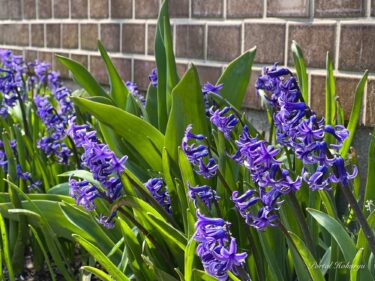 愛のパワーを秘めたヒヤシンス