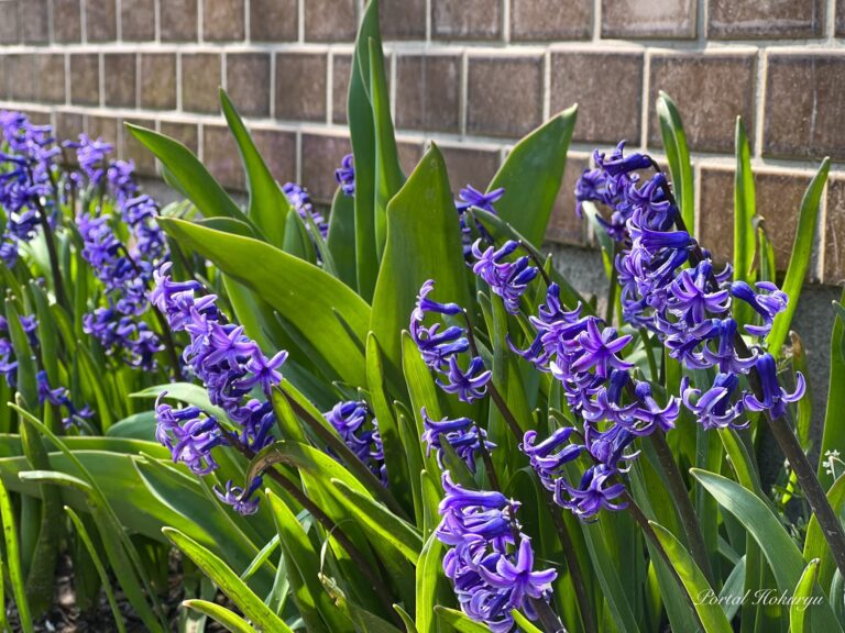 Eceng gondok dengan kekuatan cinta.