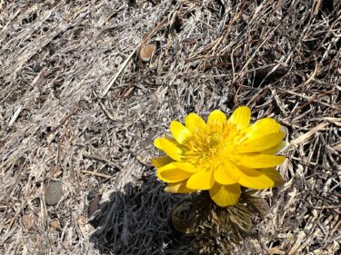 小さな幸せを招く福寿草