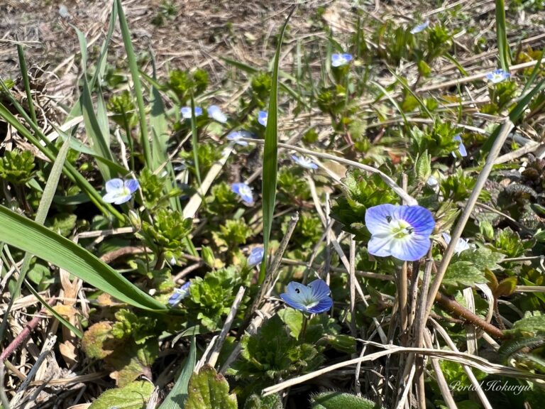 Sevimli ulduz gözlü persica