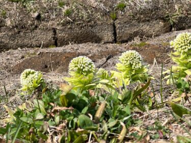 Kərə yağı cücərtiləri həyat toxumlarını daşıyır