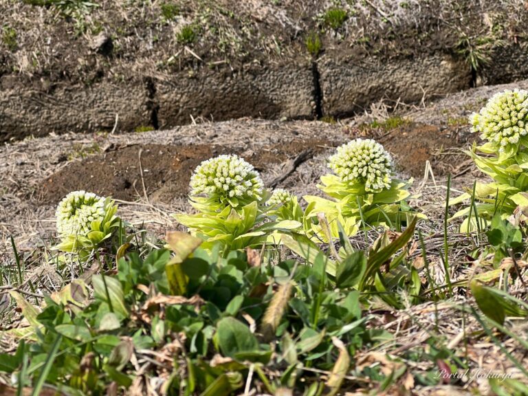 Kərə yağı cücərtiləri həyat toxumlarını daşıyır
