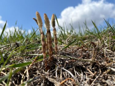 生命力溢れる土筆坊