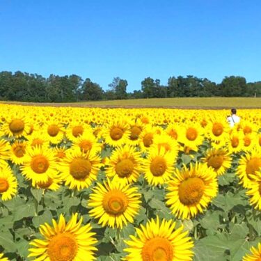 Perşembe günü, 20 Nisan gecesi rüzgarlıydı ama 15 kişi antrenman yaptı. Sanırım sonunda "Yaşam Kapısı"nın ana melodisini doğru ritimle söyleyebiliyorum. ...İşte böyledir [Hokuryu Kasabası Ayçiçeği Korosu]