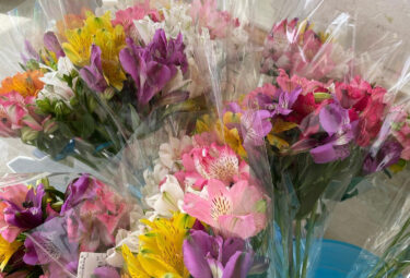 ゴールデンウィーク真ん中 とても良いお天気 😀 アリストロメリアの切り花もあります。苗物は 🌱🌱🌱 色々有ります ♪【みのりっち北竜】