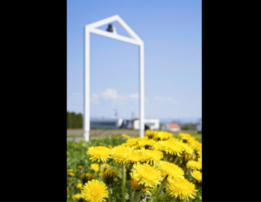 夏の開催に向けて、現地調査を重ねております 🌱 現在は向日葵ではなく、かわいいタンポポがたくさん 🌼【北竜ボードゲーム会】