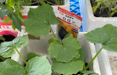休み明けの本日南瓜の苗 🌱🌱 が入りました。ロロンと九重栗とパンプキッズです ♪ わらびも沢山入りましたよ！♪【みのりっち北竜】