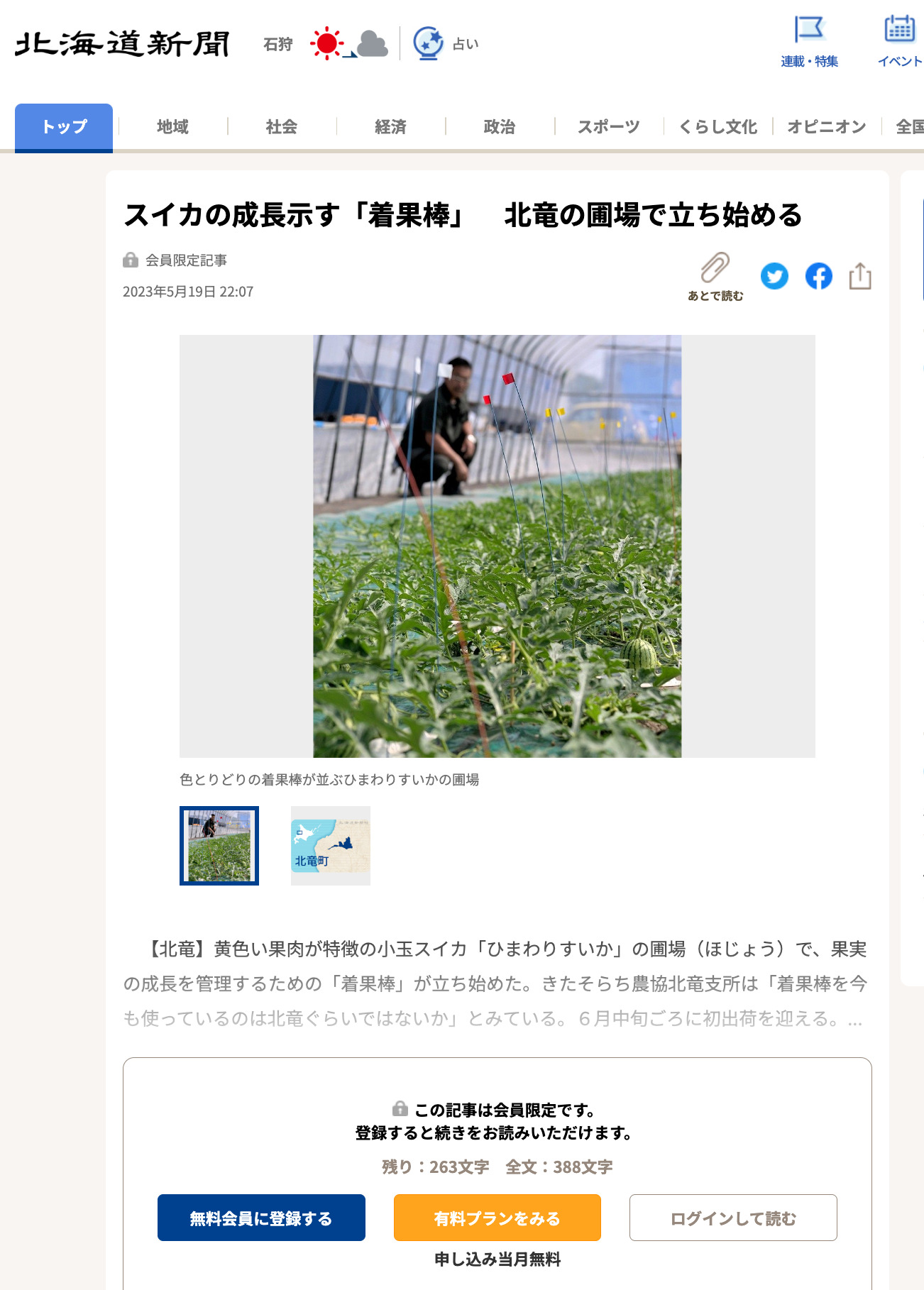 スイカの成長示す「着果棒」　北竜の圃場で立ち始める【北海道新聞】