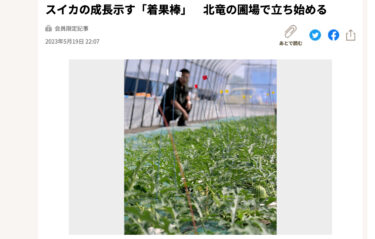 Hokuryu tarlalarında [Hokkaido Shimbun] büyüme gösteren karpuz "meyve direkleri" belirmeye başladı