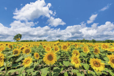 【札幌駅発】北竜ひまわり畑と芦別さくらんぼ狩り食べ放題（60分）日帰り【阪急交通社】