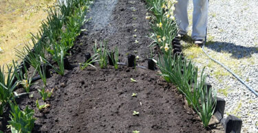 工場と事務所の花壇にひまわりの苗を植えました♪ 今から咲くのが楽しみです！【黒千石事業協同組合】