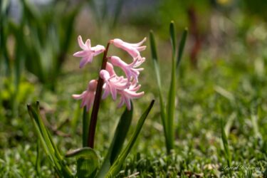 ピンク＆ホワイトのヒヤシンス