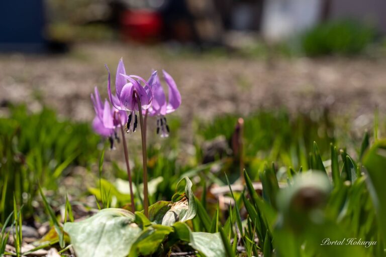 春の妖精カタクリ