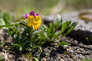 野に咲く可憐な花・スミレ