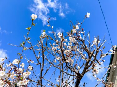 Hoa anh đào Chishima thoang thoảng hương xuân