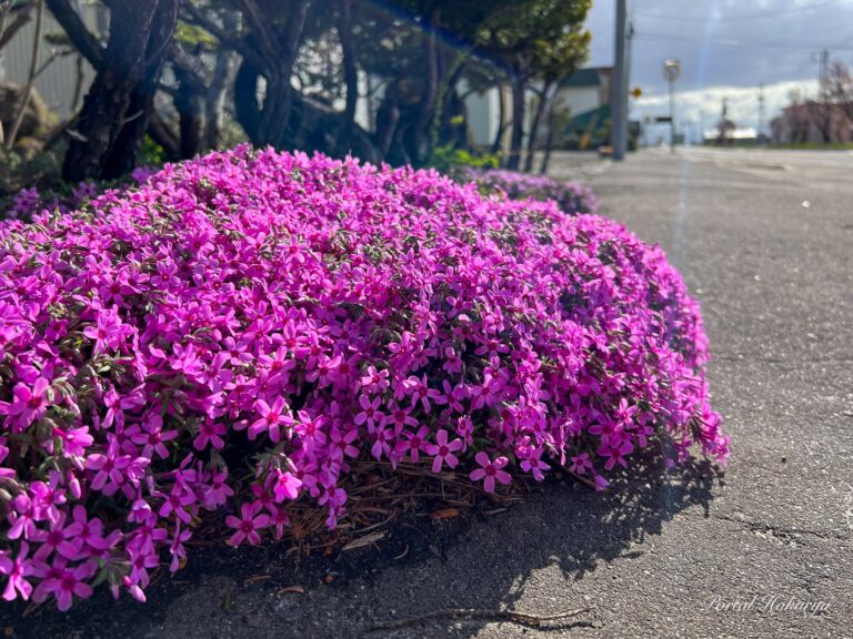 心を優しく包み込んでくれる「芝桜」さん