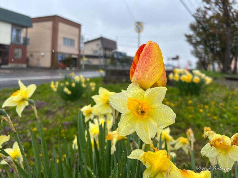 A single tulip nestled next to a daffodil