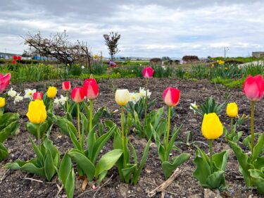 心癒やされる可愛いチューリップさん達