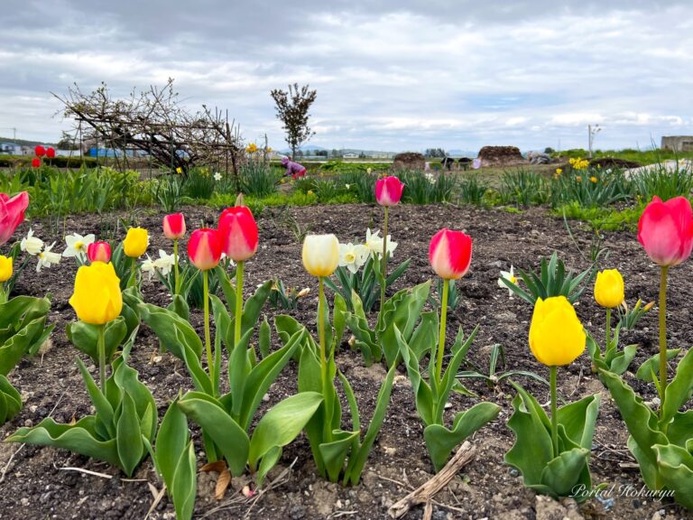 心癒やされる可愛いチューリップさん達