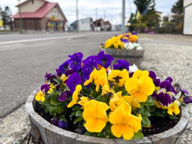 春のフラワーヴィーナス「パンジーさん」！