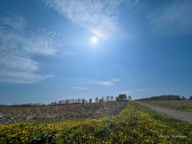 Làng hoa hướng dương nơi bạn có thể nghe thấy tiếng hát của bồ công anh
