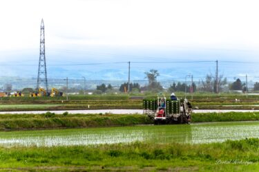 चावल की रोपाई जोरों पर है!