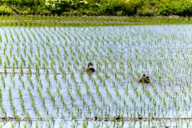 アイガモさんのお通り