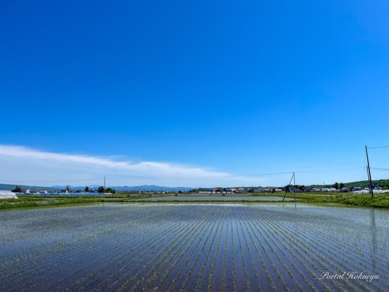 田植えを終えた田んぼ