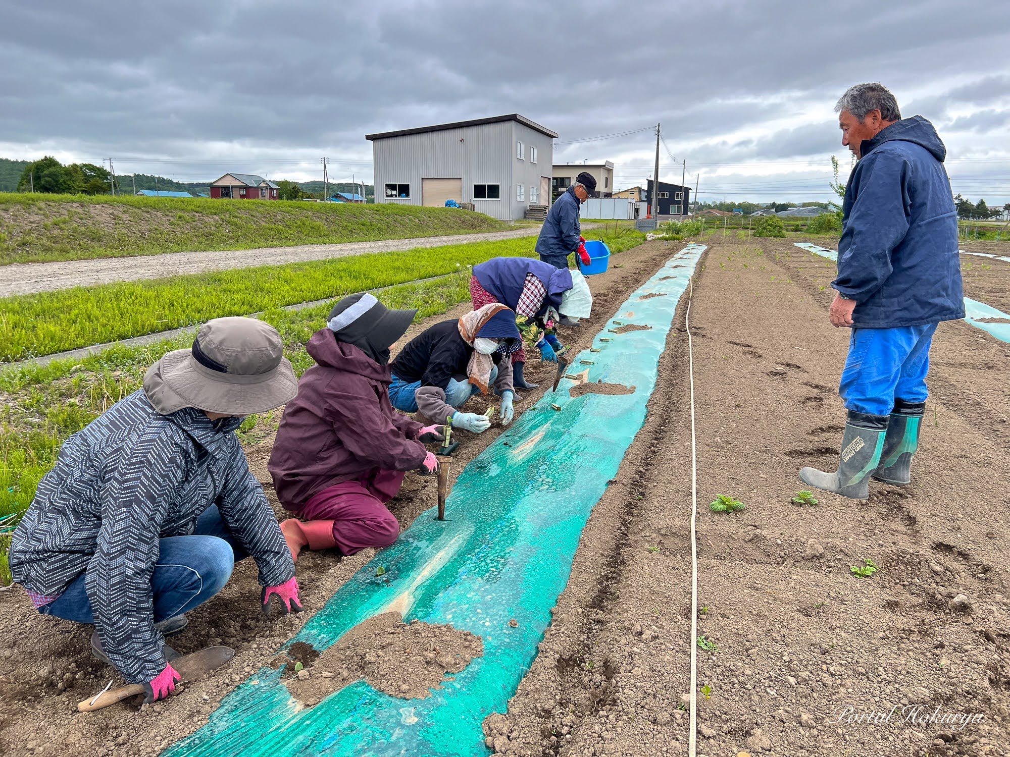 5月・北竜町のシニアが元気に農作物栽培開始！（ＮＰＯ法人あかるい農法の圃場）