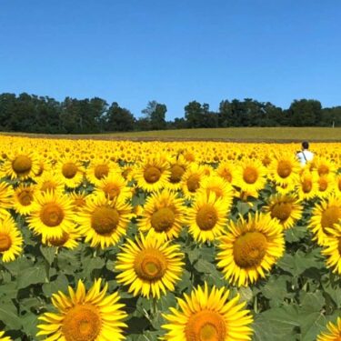 17 iyun şənbə günü Numata Town Living Safety Mərkəzində mini konsert keçiriləcək. Başlama təxminən 12:15-dir. Biz təzə hazırlanmış narıncı polo köynəklərdə oxuyacağıq (bəlkə) [Hokuryu Town Günəbaxan xoru]