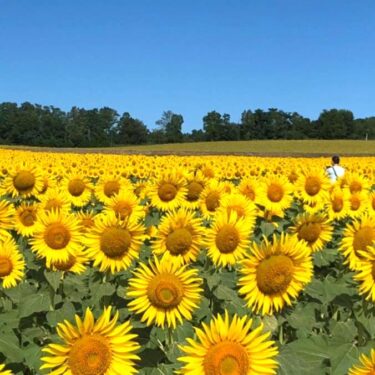Bu gündən etibarən yeni koronavirus infeksiyası 5-ci sinif yoluxucu xəstəliyə çevrilib. Xor məşqi zamanı maskalarla bağlı nə etməliyik? Fasilələr zamanı havalandırmaya davam etməyi planlaşdırırıq [Hokuryu Town Günəbaxan Xoru]