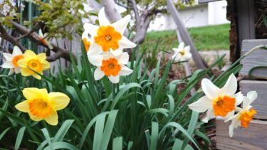 北竜町長 佐野豊 活動報告・5月8日（月）町長部局課長等ミーティング、終日職員と打ち合わせ、北竜町体育協会会長と懇談