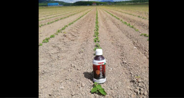 Đậu nành Kurosengoku gieo đã nảy mầm! Có vẻ như ruộng của nhà sản xuất này gieo hạt vào khoảng ngày 5/5. Tôi hy vọng thời tiết năm nay cũng sẽ tốt và chúng ta sẽ có thể trồng đậu nành Kurosengoku chất lượng tốt 😊 [Hiệp hội Hợp tác xã Kinh doanh Kurosengoku]