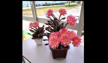 今年も咲きましたー 💐 綺麗に咲いてる時にご来店頂きぜひ見ていって下さいね 💐 💐【みのりっち北竜】