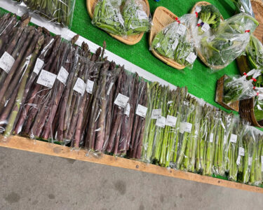 Bu səhər kaktus çiçəkləri tam çiçəklənir (6/3). Kələm🥬, brokoli, gül kələm, qulançar və s. [Minoriç Hokuryu]