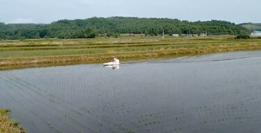 Ngoài lĩnh vực xây dựng, công ty chúng tôi còn tham gia vào nhiều lĩnh vực kinh doanh khác. Một ví dụ là việc phun thuốc diệt cỏ trên ruộng lúa bằng thuyền. Chúng tôi hy vọng bạn có thể làm được món cơm ngon [Hokuko Construction]