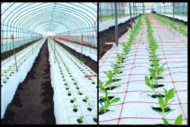 Bugün (6/8) yaklaşık 4.096 adet Temari otu bitkisi diktik. Çalışırken beyaz gölgelik perdeler astık, klima tulumları giydik ama seranın içi hâlâ sıcaktı. [Naganomori Faaliyet Örgütü (Temsilci: Osamu Kato)]