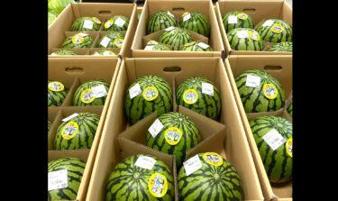 ひまわり西瓜 🍉 🌻 今年初お目見えです。今年も美味しいそうで立派な西瓜が出来ました 🍉【みのりっち北竜】