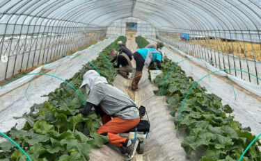 6月 ▶︎▶︎ 最近のほのか女子のお仕事 👩‍🌾 暑いですね ☀️ 夏がやってきましたね ♪ 温度と ☀️ があると メロンはすくすく育ちます 🌱【農事組合法人ほのか】