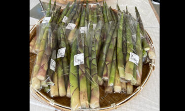 太くて長い大きなたけのこです。今晩いかがですか ？ 本日は出来立て笹団子もあります【みのりっち北竜】