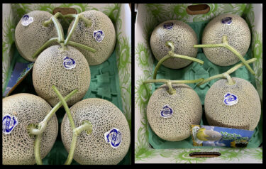 今年のひまわりメロン 🍈🍈 が初入荷しました。6月20日（火）から販売します。今年も糖度も高い美味しいメロン 🍈 がとれました【みのりっち北竜】