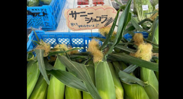本日の初物はサニーショコラのトウキビ、黒皮の西瓜 🍉 ジャンボシシトウ、ピーマンなど色々揃っています ♪ ひまわり西瓜 🍉 ひまわりメロン🍈 もあります【みのりっち北竜】