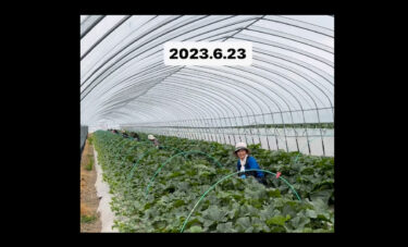 6.23 ▶︎▶︎日々愛情を込めてメロンを育てています ☺︎ ☺︎【農事組合法人ほのか】