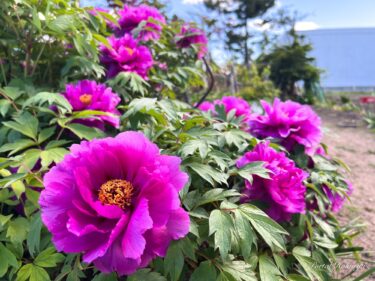 高貴でゴージャスな牡丹の花姿